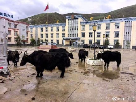 甘孜警方靠蹄迹追踪抓获偷牛贼