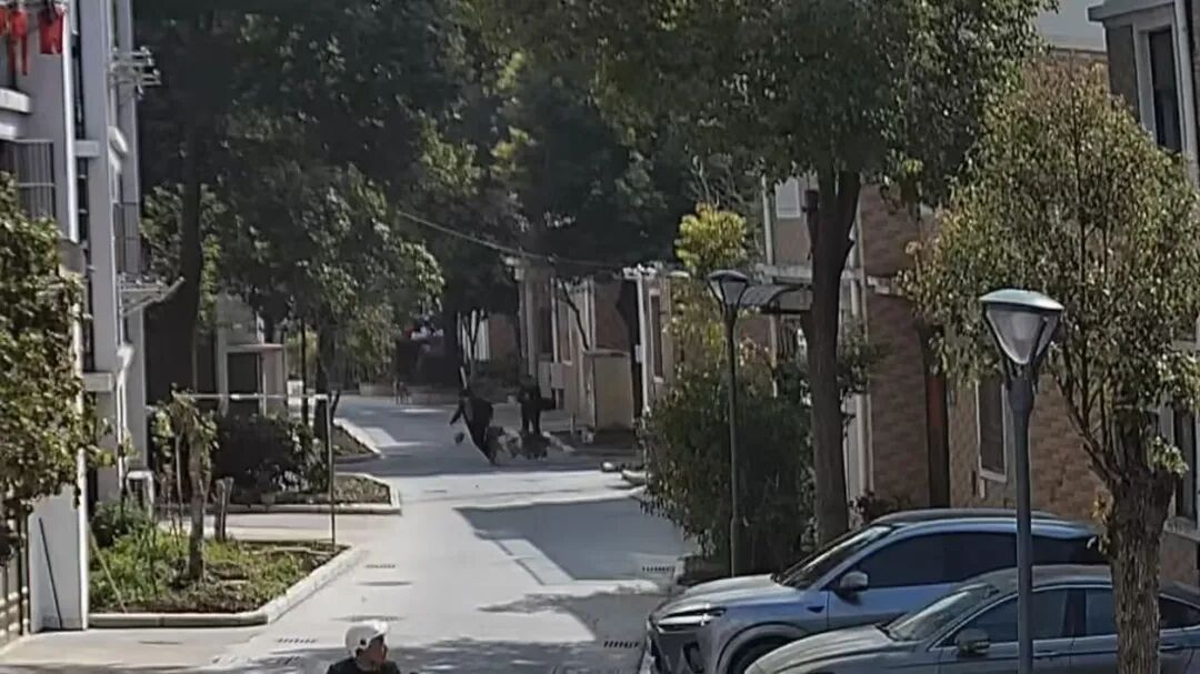 扬州一大型犬与柴犬打闹，扑倒老人致手腕骨折，大型犬主人：正走法律程序，不会拒赔