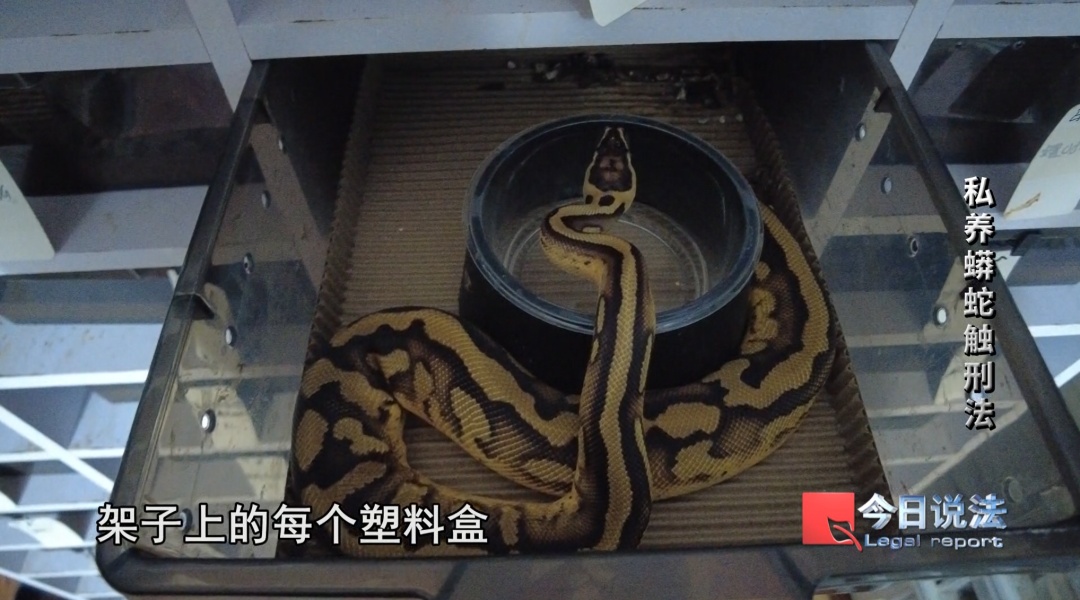 一开门,房内景象吓坏民警!独居男子出租屋内竟藏数百条蟒蛇…… 一开门,房内景象吓坏民警!独居男子出租屋内竟藏数百条蟒蛇……