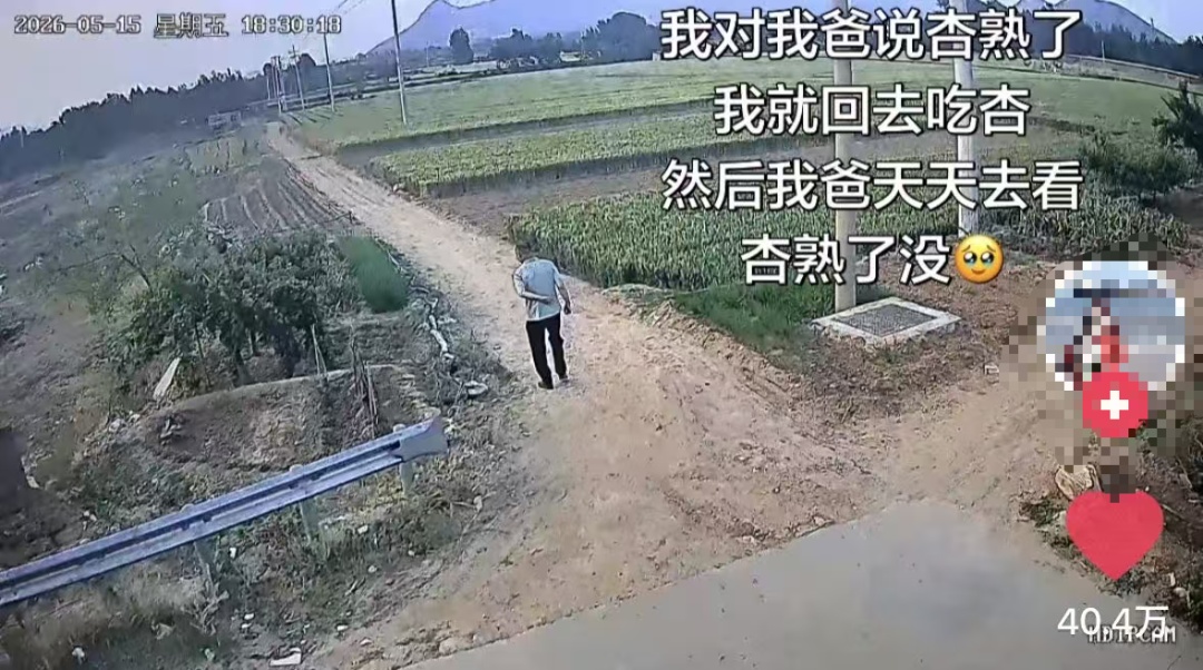 “我对我爸说杏熟了我就回去吃杏，然后我爸天天去看杏熟了没”