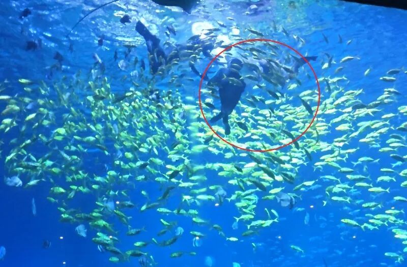 被鲨鱼咬伤的律师已跟海洋馆达成和解，身体已无大碍，海洋馆：咬人鲨鱼已被转移