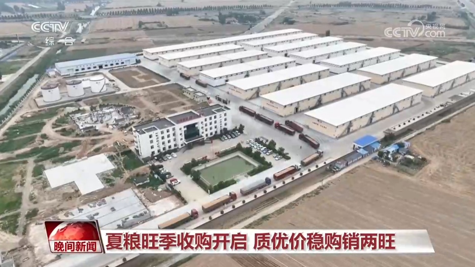 夏粮旺季收购开启 质优价稳购销两旺