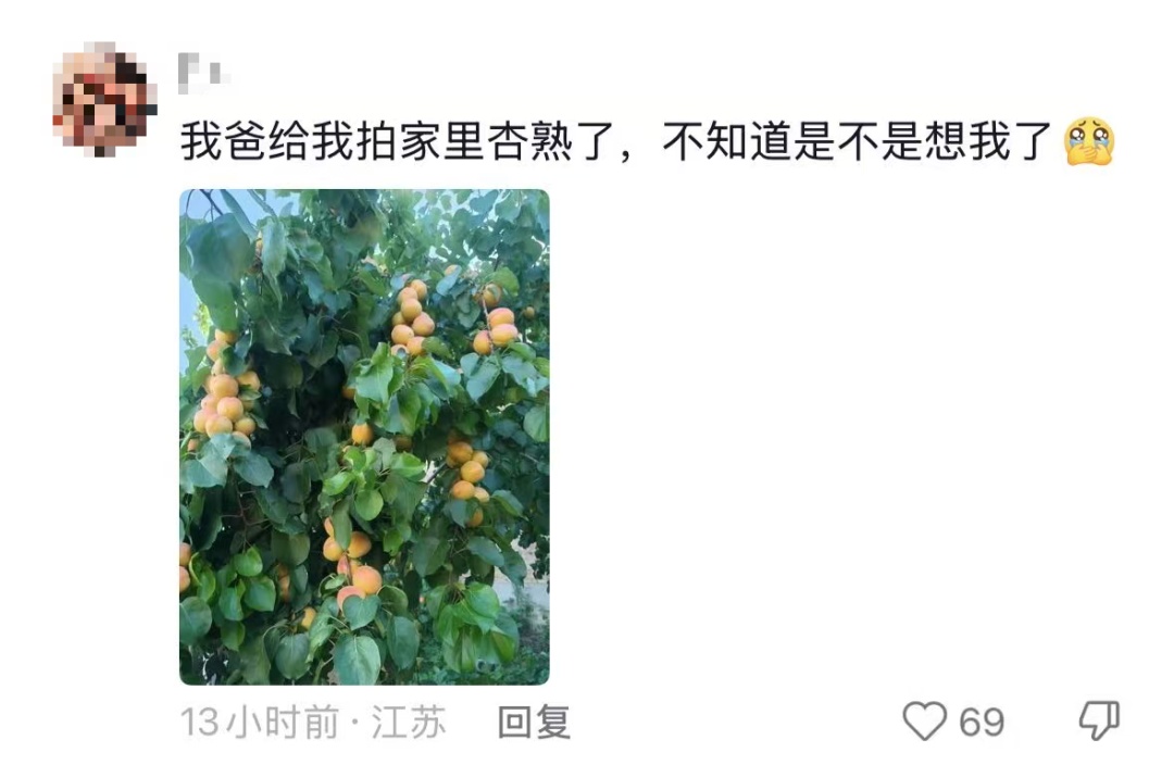 “我对我爸说杏熟了我就回去吃杏，然后我爸天天去看杏熟了没”