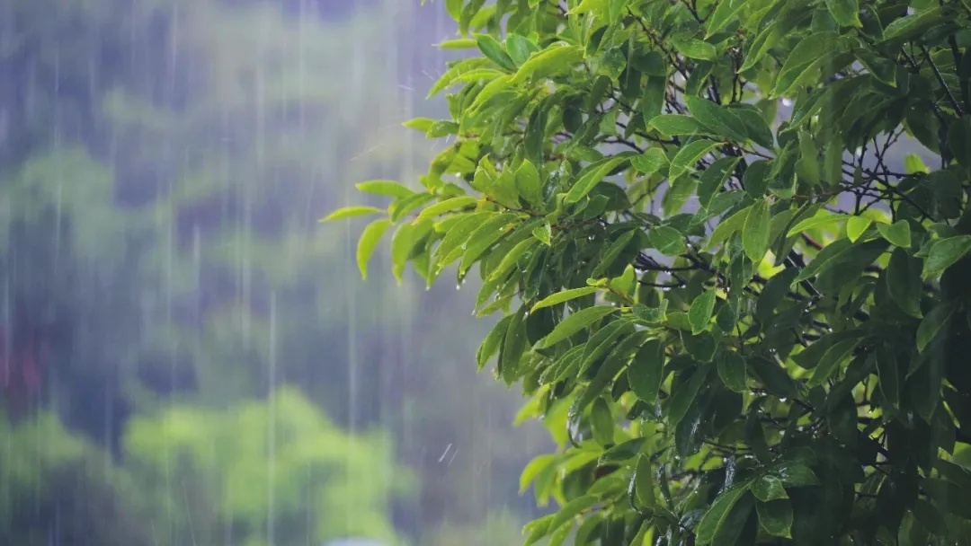 梅雨季提示!这些“霉斑”绝非小事 梅雨季提示!这些“霉斑”绝非小事