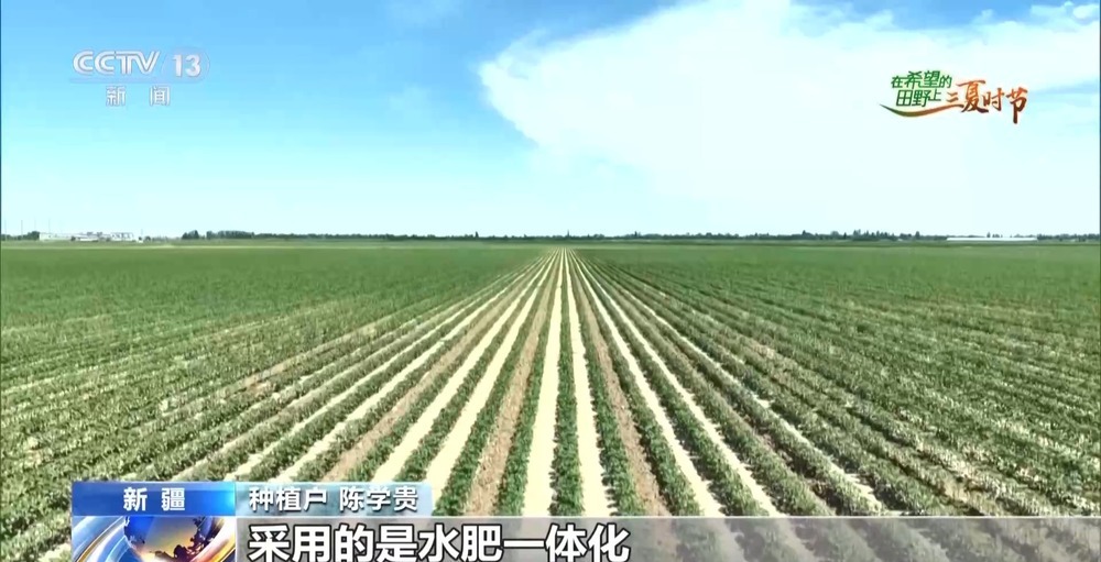 全国多地夏收夏管稳步推进 科技种粮稳丰收 全国多地夏收夏管稳步推进 科技种粮稳丰收