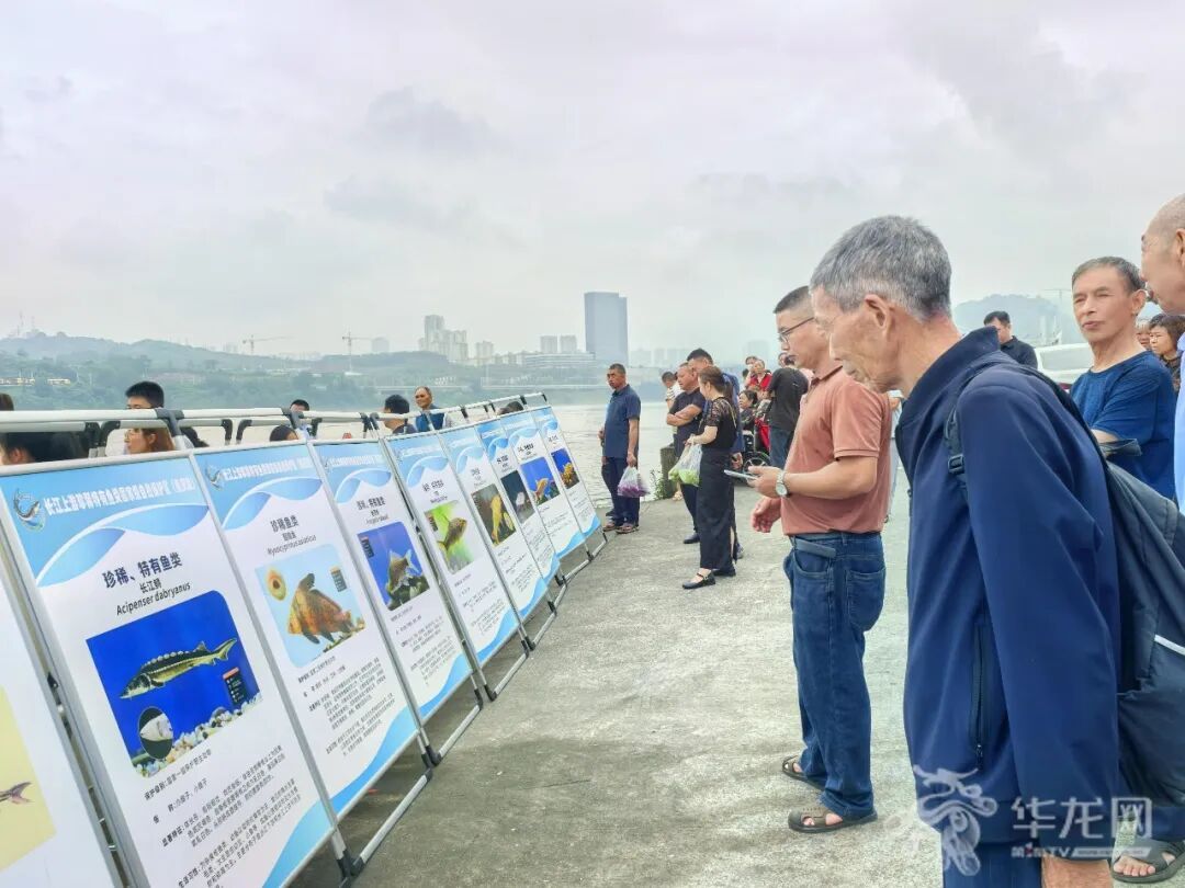重庆增殖放流长江鲟、胭脂鱼等珍稀特有鱼类8万余尾 重庆增殖放流长江鲟、胭脂鱼等珍稀特有鱼类8万余尾