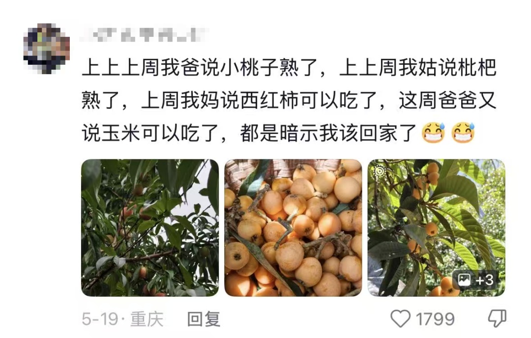 “我对我爸说杏熟了我就回去吃杏，然后我爸天天去看杏熟了没”
