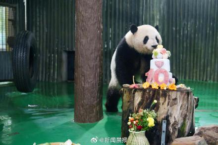 上动大熊猫星光10岁啦!大熊猫生日派对是世界杯主题,寿星竟赖床迟到10分钟 上动大熊猫星光10岁啦!大熊猫生日派对是世界杯主题,寿星竟赖床迟到10分钟
