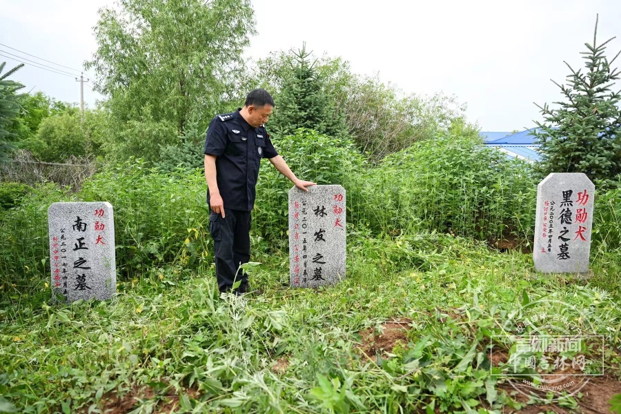 29年训出了8头公安部功勋犬，警犬“教头”老黄何以传奇？
