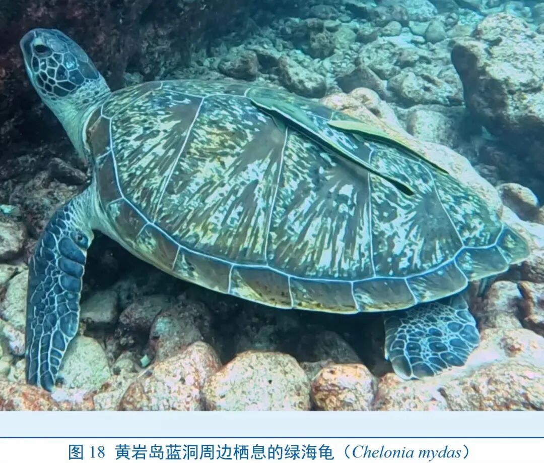 世界罕见！黄岩岛蓝洞调查报告发布，至少形成于距今3200年前