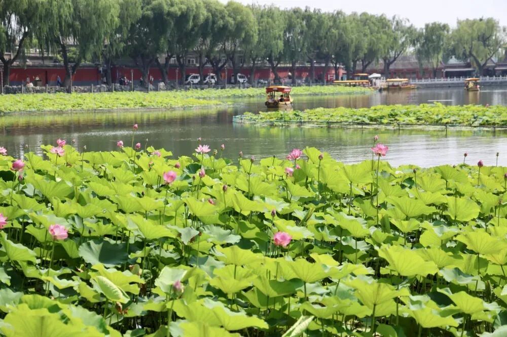 实拍！北京4处顶流赏荷地，正是最佳观赏期