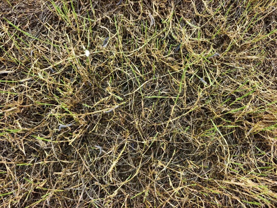 120亩草地被啃食殆尽，玉米也被啃成光杆杆……乐山沐川遭遇暴食期虫害，这场农业险情如何化解?