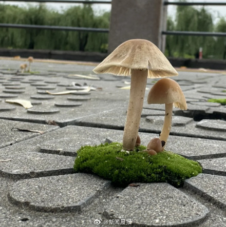 上海一小区楼下长出剧毒蘑菇