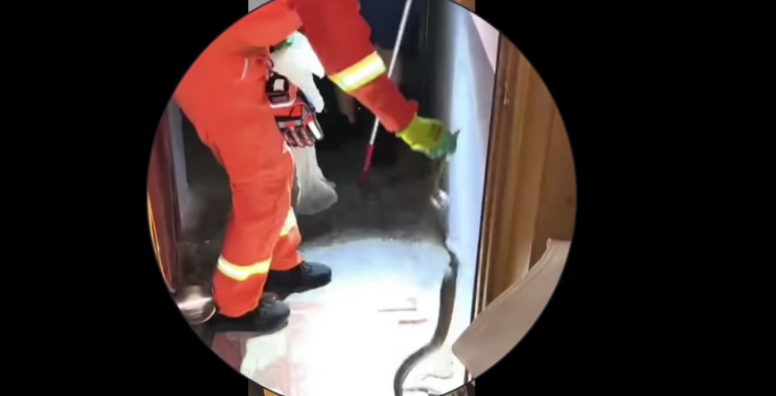 女子开门一脚踩中蛇，吓得尖叫跑回家，转身发现蛇“飞”到了对面门上