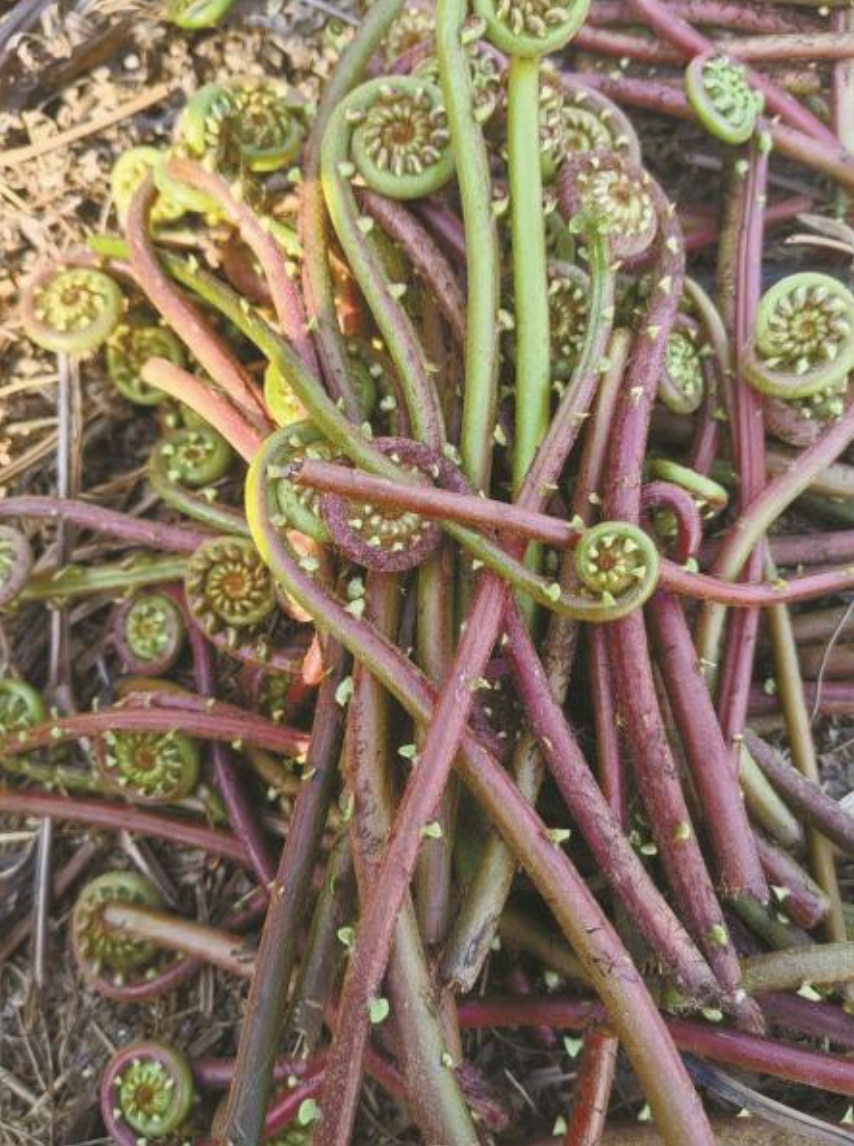小心中毒！宁波女子爬山时顺手摘了一把野菜，结果吃进了医院…