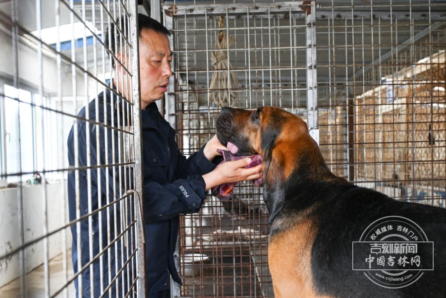 29年训出了8头公安部功勋犬，警犬“教头”老黄何以传奇？