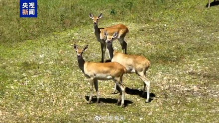 海南坡鹿迁地保护见效，种群数量突破50只