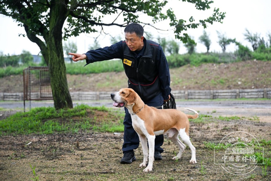 29年训出了8头公安部功勋犬，警犬“教头”老黄何以传奇？