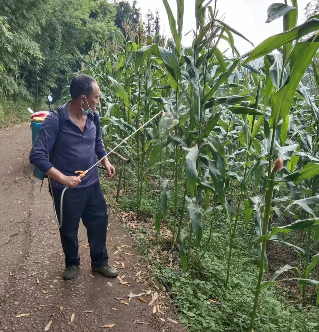 120亩草地被啃食殆尽，玉米也被啃成光杆杆……乐山沐川遭遇暴食期虫害，这场农业险情如何化解?