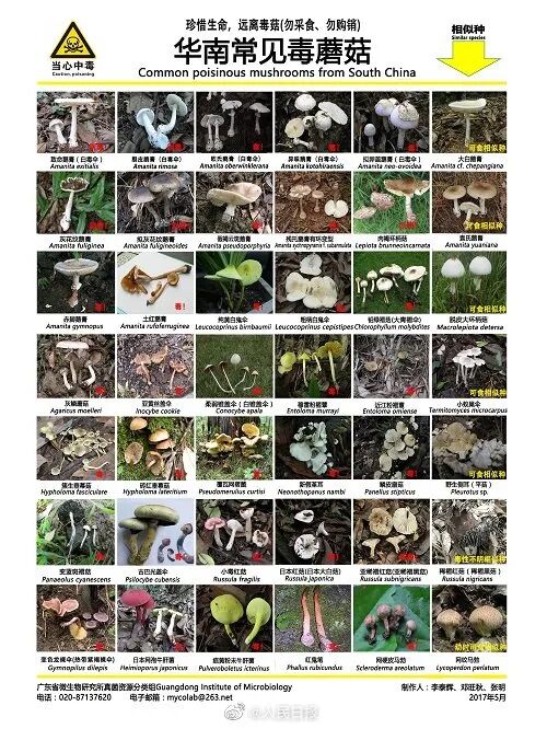 贺州一家三口被“白伞伞”放倒！误食毒蘑菇近期多发 无毒品种仍有中毒危险