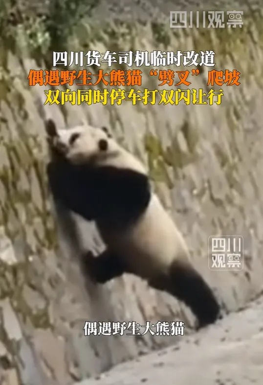 司机在国道上偶遇野生大熊猫“劈叉”爬坡：第一次看见野生大熊猫，感觉有几百斤