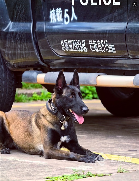 泪目！民警坠楼负伤，缉毒犬苦等半年迎来重逢