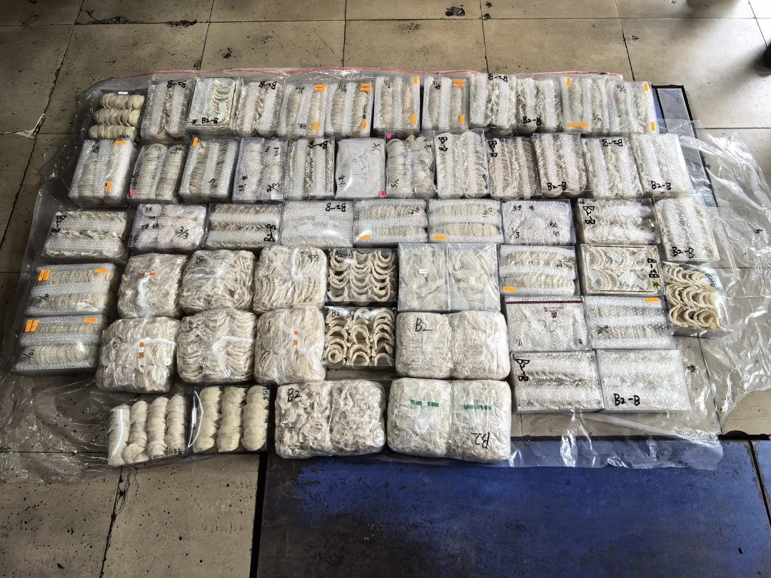 深圳湾海关连续查获2辆跨境客车 在高压电池与车身底盘之间特制暗格用于藏匿燕窝