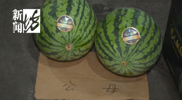 水果也分"公母" ？颜值越高越甜？一文读懂