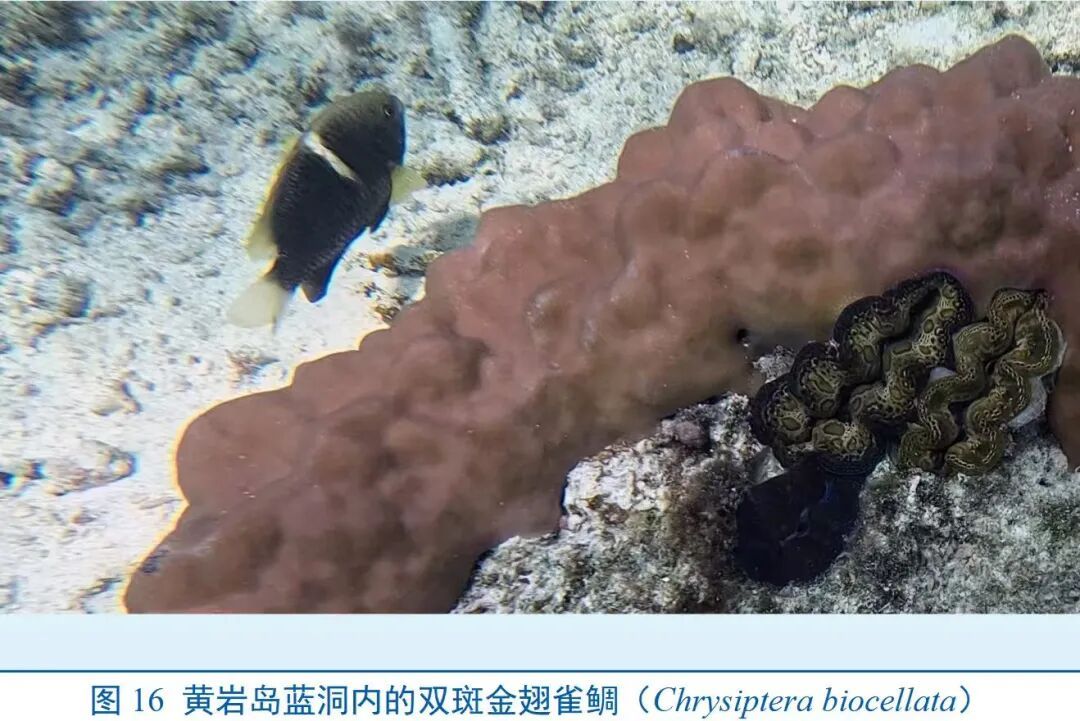 世界罕见！黄岩岛蓝洞调查报告发布，至少形成于距今3200年前