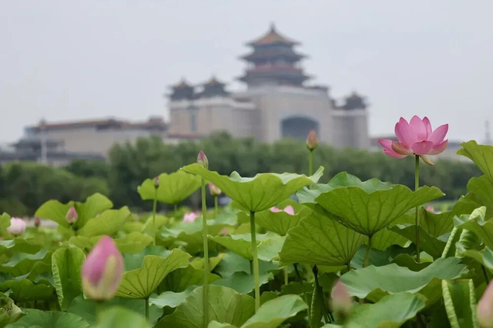 实拍！北京4处顶流赏荷地，正是最佳观赏期