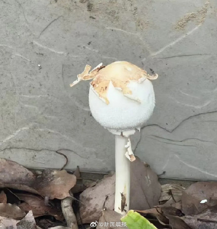 上海一小区楼下长出剧毒蘑菇
