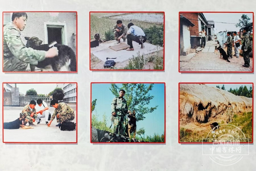 29年训出了8头公安部功勋犬，警犬“教头”老黄何以传奇？