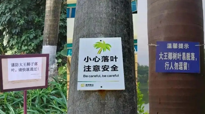 女子小区内被落叶砸中，胸椎腰椎骨折致十级伤残！法院判了！什么树威力这么大？