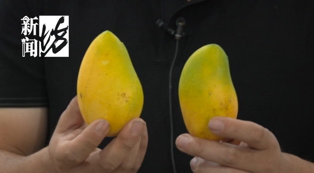 水果也分"公母" ？颜值越高越甜？一文读懂