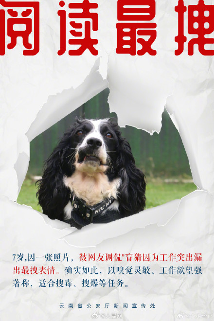 8只特色搜毒警犬集体亮相