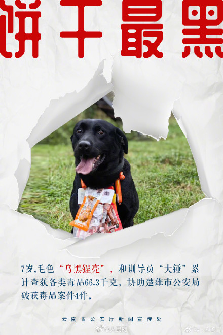 8只特色搜毒警犬集体亮相