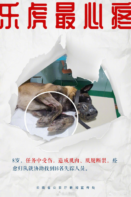 8只特色搜毒警犬集体亮相