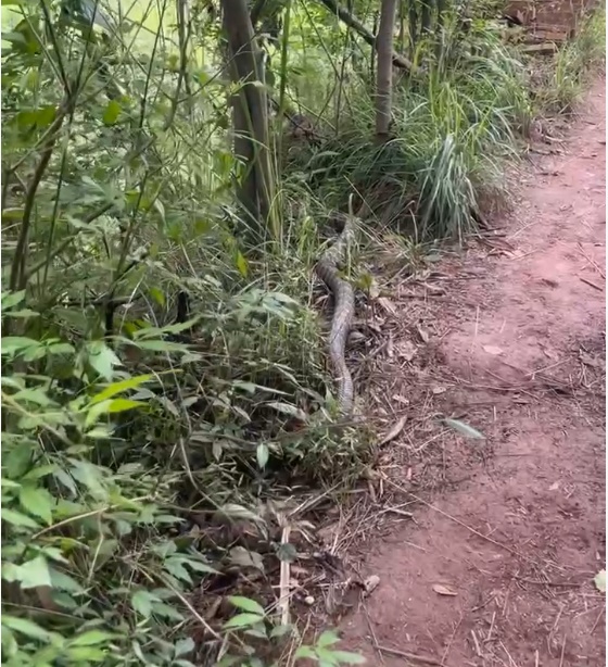 成都龙泉山出现“蟒蛇” ？这份防蛇指南请收好
