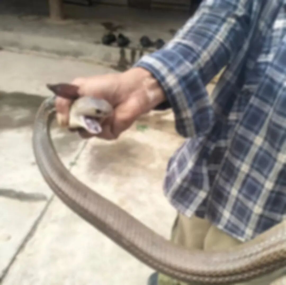 一男子徒手抓蛇，被咬一口后，还和蛇淡定合影，结果历经4次抢救，两度进ICU…