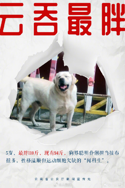 8只特色搜毒警犬集体亮相