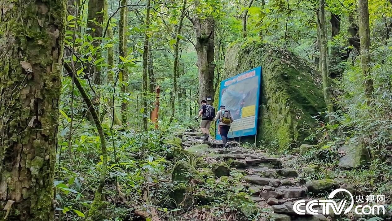 彩票公益金的龙岩答卷：三条步道绘就老区新图景