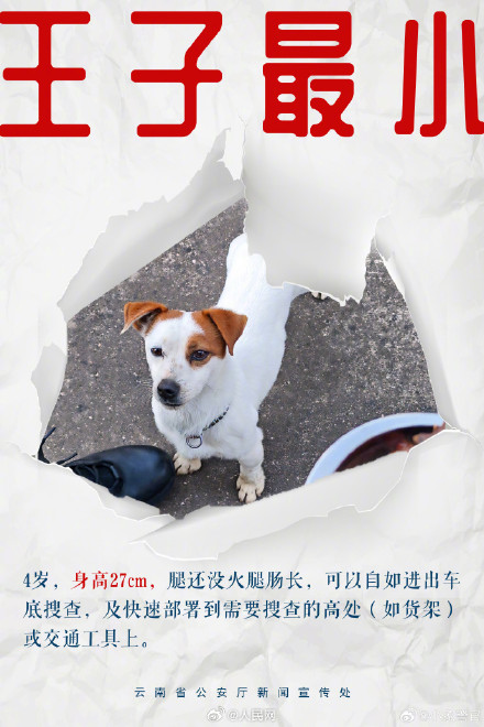 8只特色搜毒警犬集体亮相