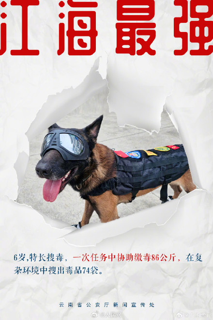 8只特色搜毒警犬集体亮相