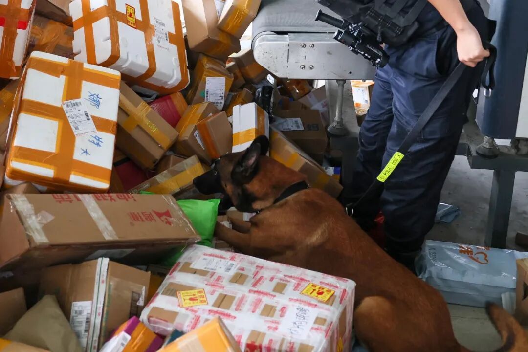 快递拖鞋暗藏玄机！云南德宏缉毒犬精准查获涉毒包裹