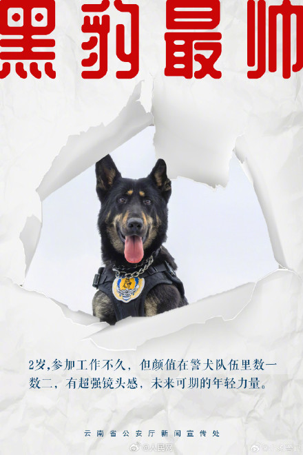 8只特色搜毒警犬集体亮相