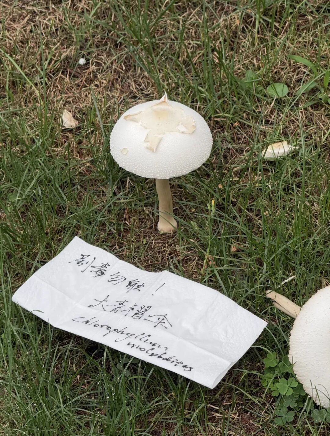 复旦大学校园内这一幕被人拍下近期正疯狂繁殖！