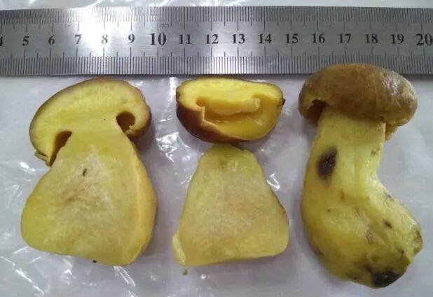 复旦大学校园内这一幕被人拍下近期正疯狂繁殖！