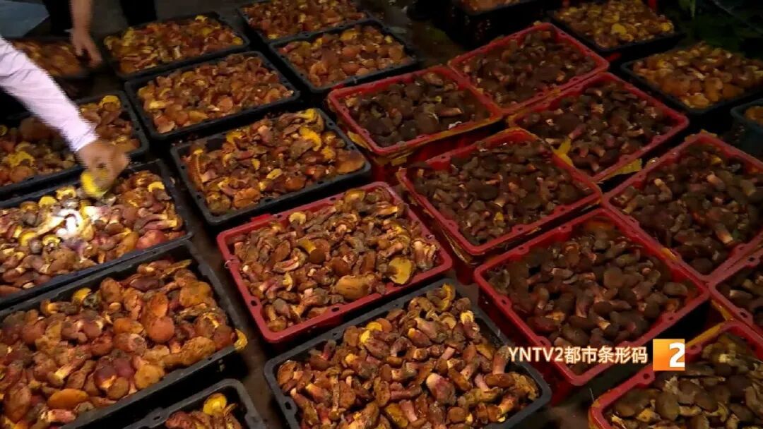 牛肝菌、鸡枞菌价格腰斩！香格里拉松茸从一万多降到三四千元！云南野生菌旺季开启啦！