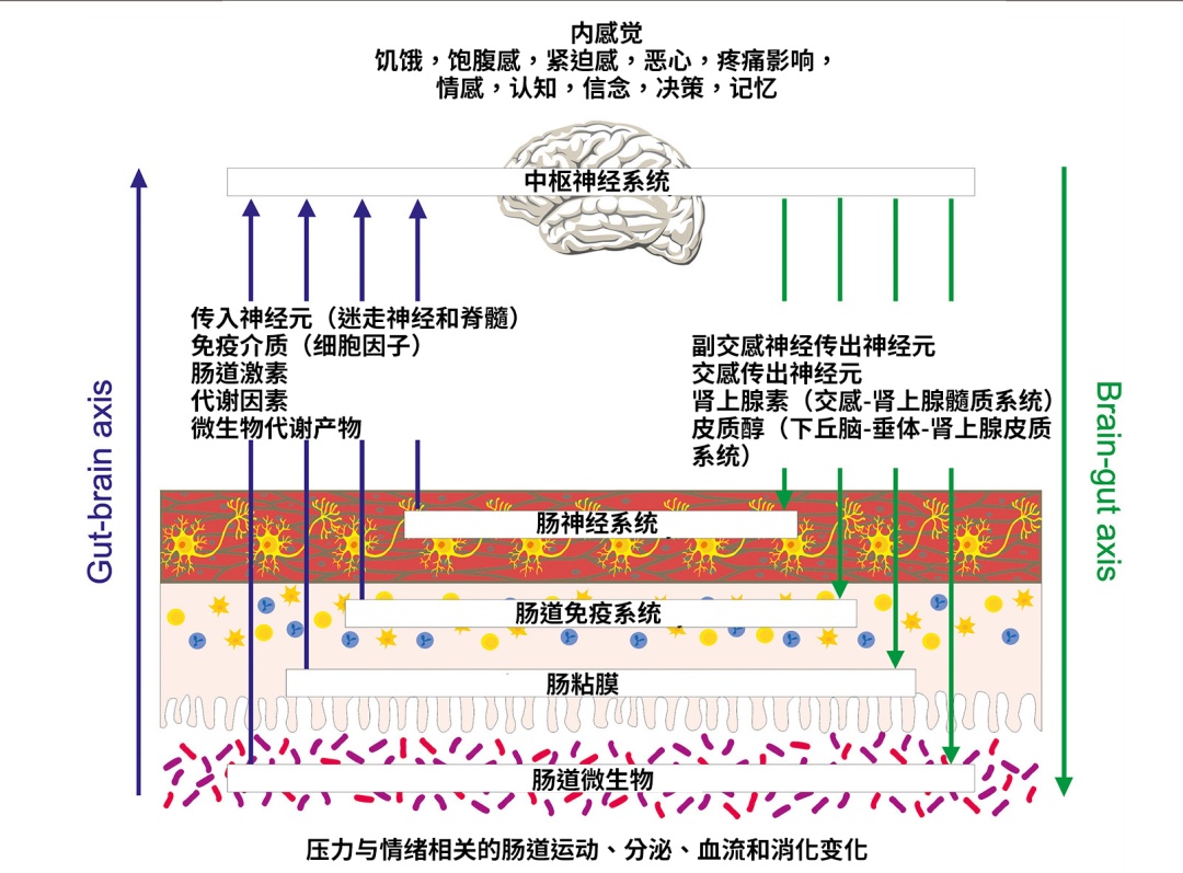 一压力大就胃疼？原来大脑与肠胃存在“隐形通道”