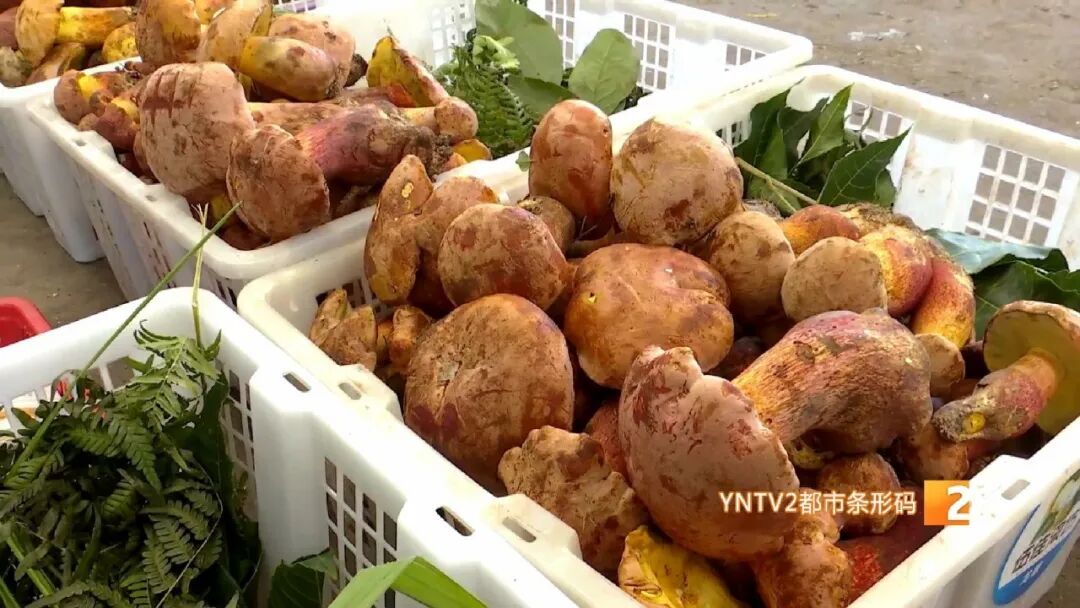 牛肝菌、鸡枞菌价格腰斩！香格里拉松茸从一万多降到三四千元！云南野生菌旺季开启啦！